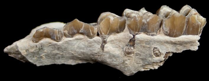 Oligocene Camel (Poebrotherium) Jaw Section #10606